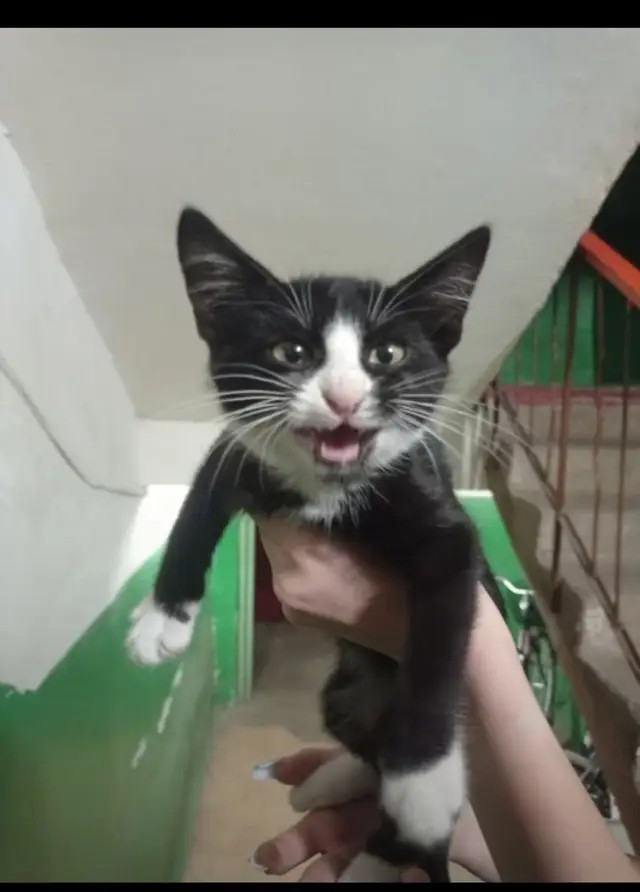 Пропала кошка в Горках — Доброе утро! Нашли вчера котёнка на ул. Суворова 6 . Котёнок с ошейником, явно чей-то. Он ласковый…