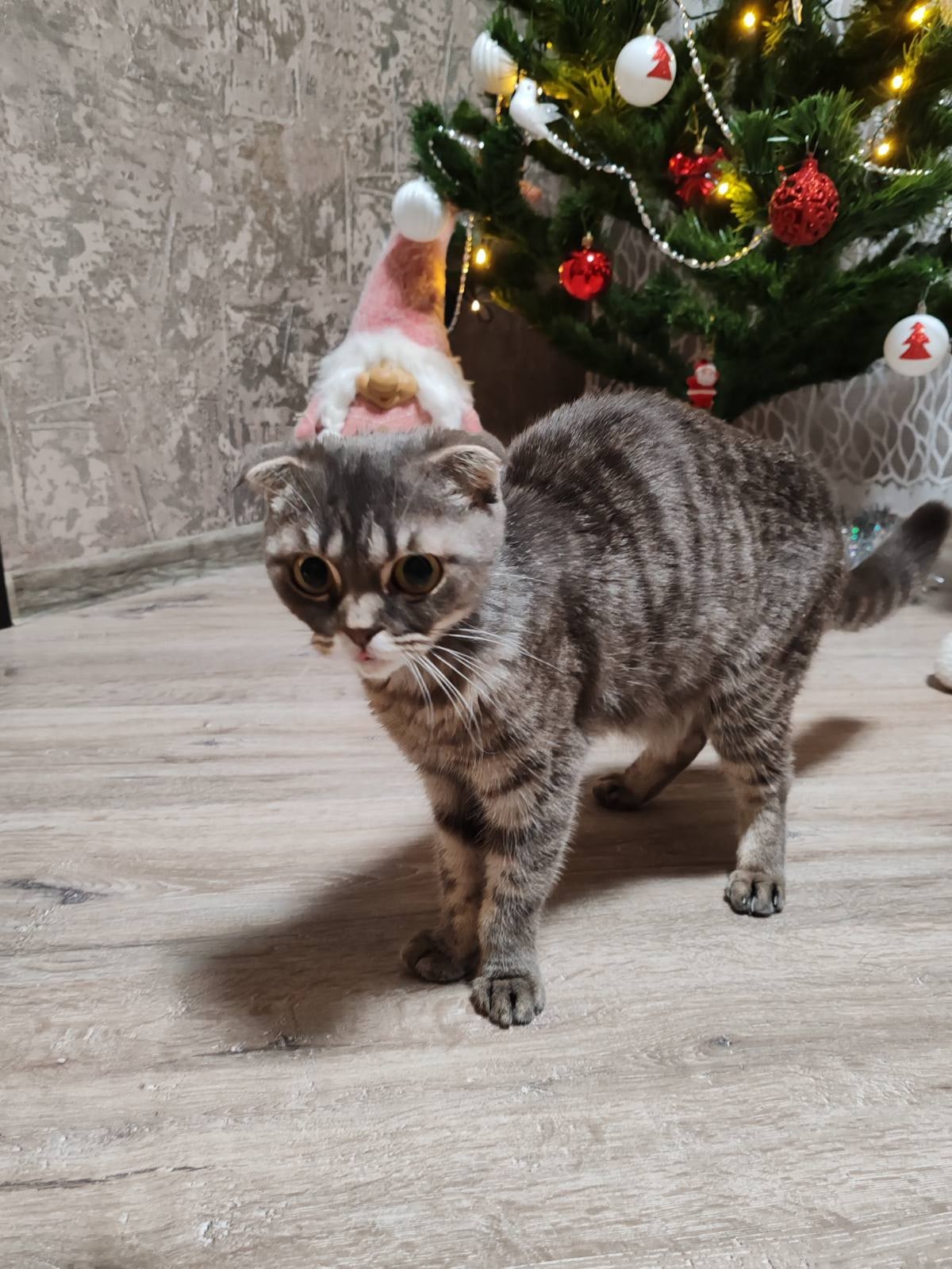 Найдена кошка в Горках — фото объявления