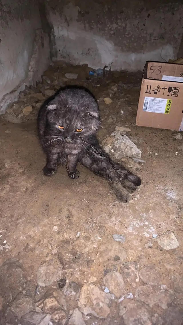 Пропала кошка в Горках — В подвале дома по улице Вокзальной обнаружен шотландский кот. У кого пропал питомец?