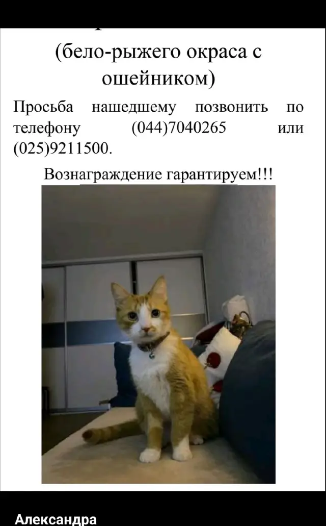Пропала кошка в Марьиной Горке — фото объявления
