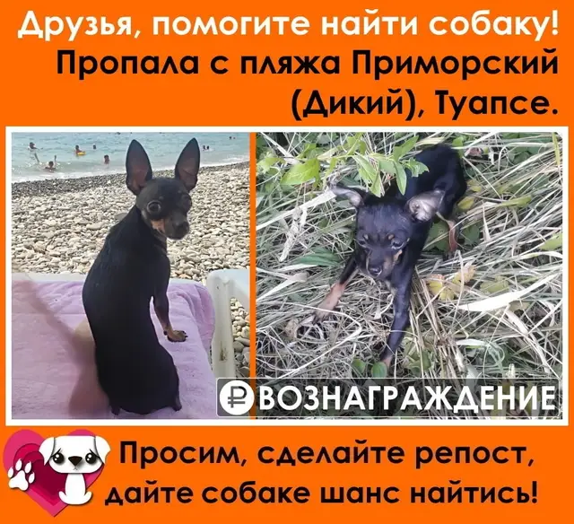 Пропала собака в Марьиной Горке — Не нужно лайков, дайте репостов, они спасают!