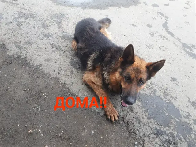Пропала собака в Слониме — ЗАМЕЧЕНА СОБАКА ОВЧАРКА МЕТИС АЛАБАЙ БШО, ВЕО, НО❗❗❗