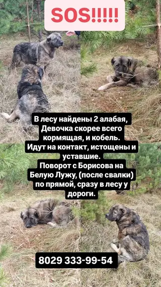Найдена собака в Борисове — фото объявления