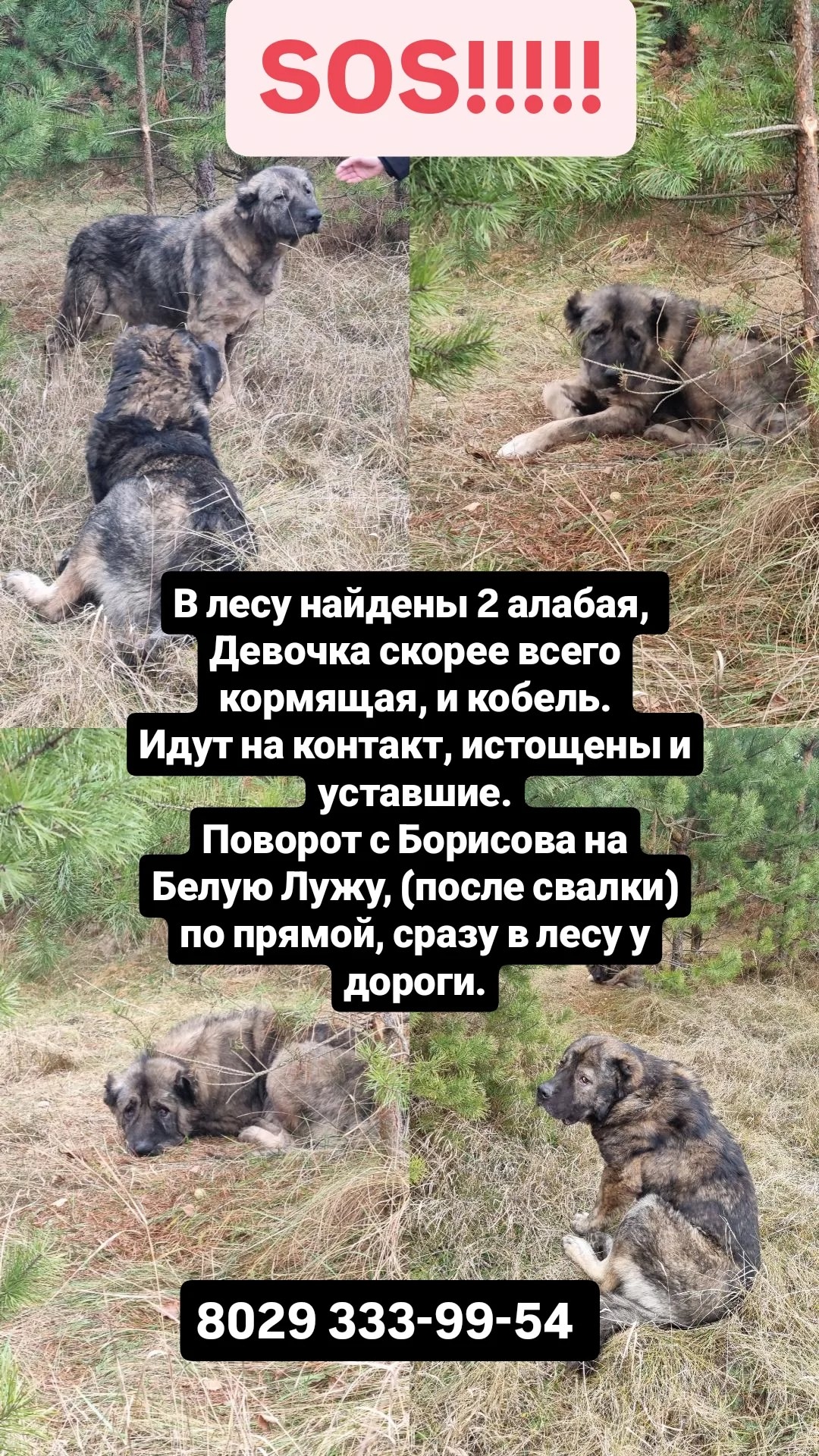 Найдена собака в Борисове — фото объявления