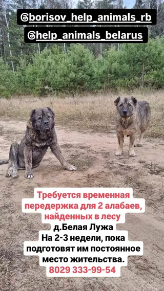 Найдена собака в Борисове — фото объявления