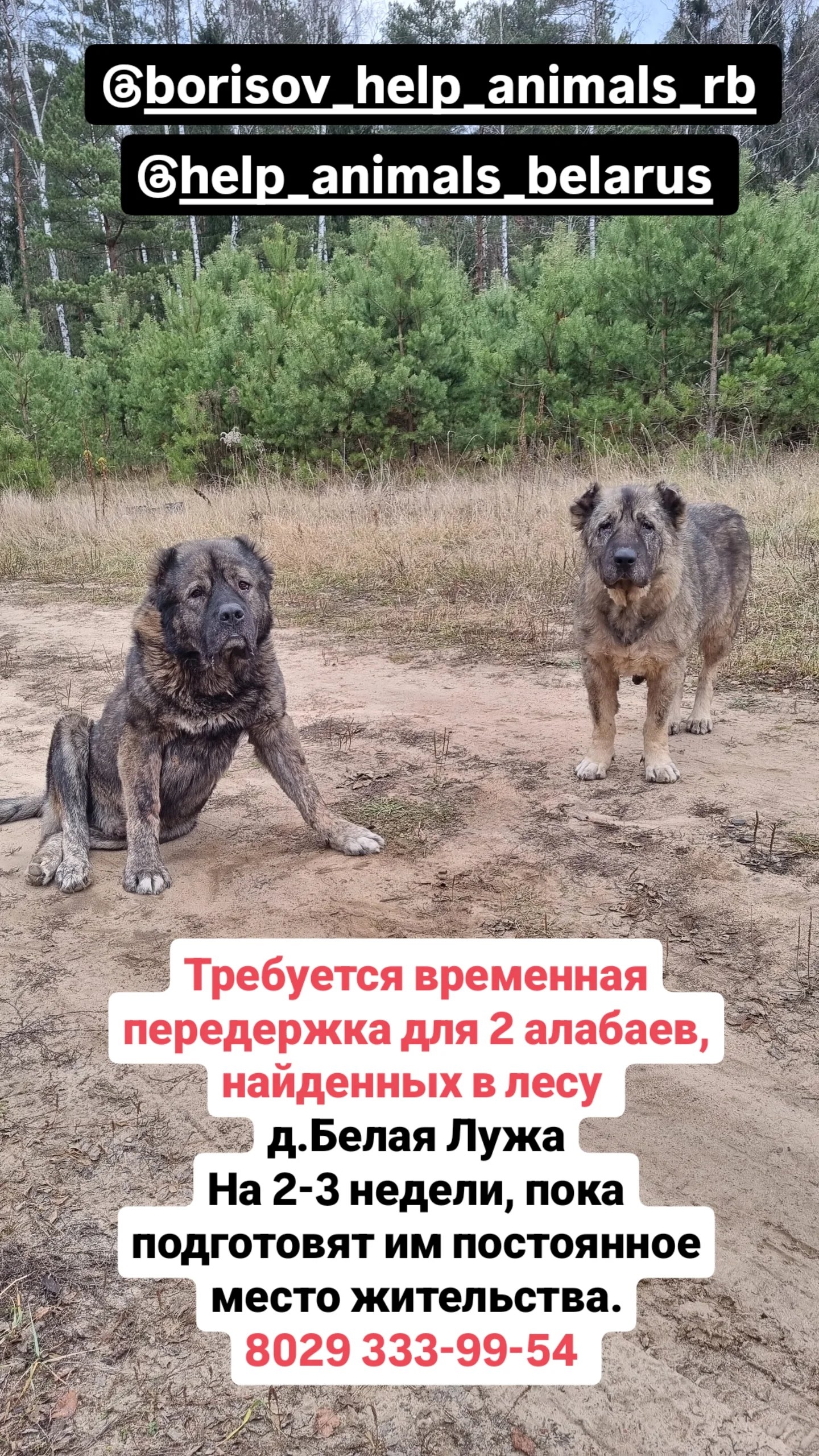 Найдена собака в Борисове — фото объявления