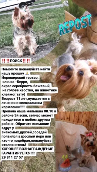 Пропала собака в Полоцке — фото объявления