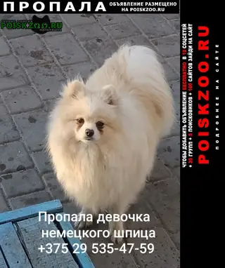Пропала собака в Бресте — фото объявления