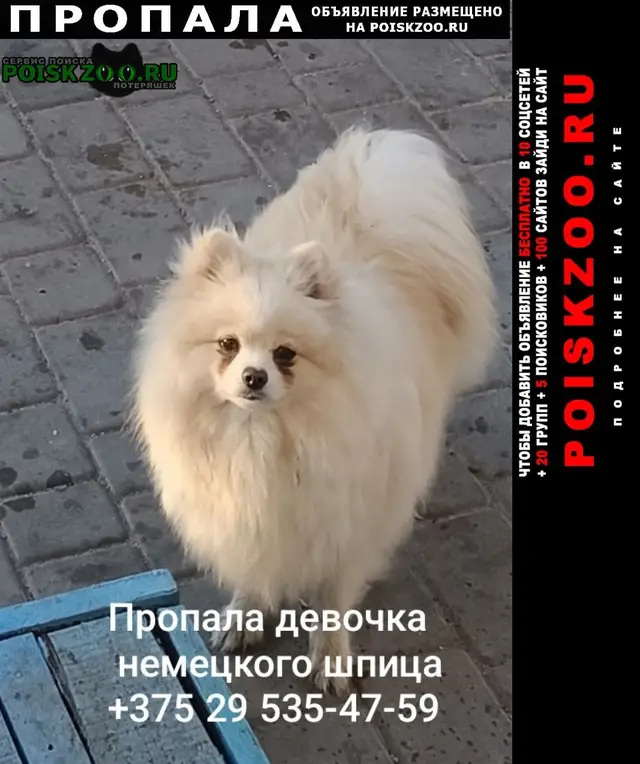 Пропала собака в Бресте — фото объявления