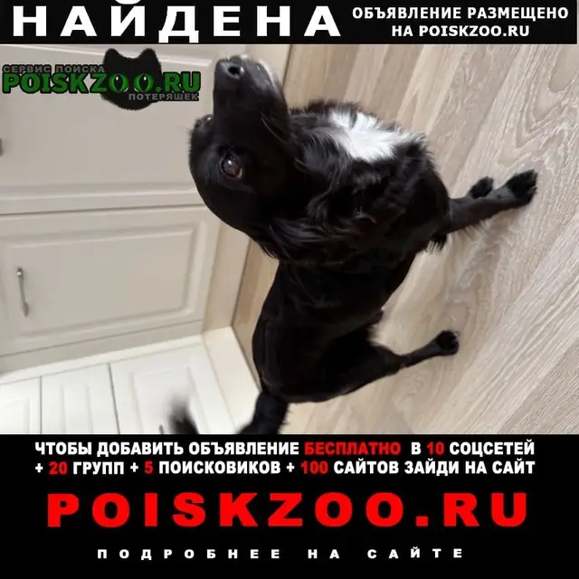 Найденная собака в Светлогорске Найдена собака в Светлогорске — фото объявления