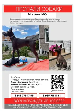 Пропала собака в Орше — 🆘 В ночь с 23 на 24 марта из-за нелепой череды случайностей в Московской области убежали 2 молодых…