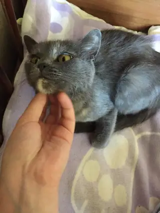 Найдена кошка в Орше — фото объявления