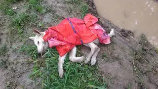 Найдена собака в Дзержинске — Пожалуйста, помогите 🙏🏻 срочно нужна передержка для собаки.