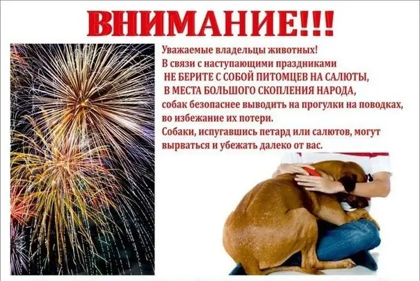 Объявление о питомце в Дзержинске — Приближаются Новогодние праздники !!!