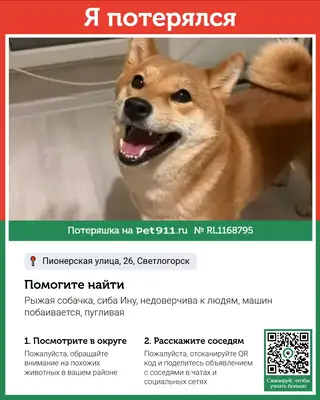 Пропала собака в Светлогорске — фото объявления