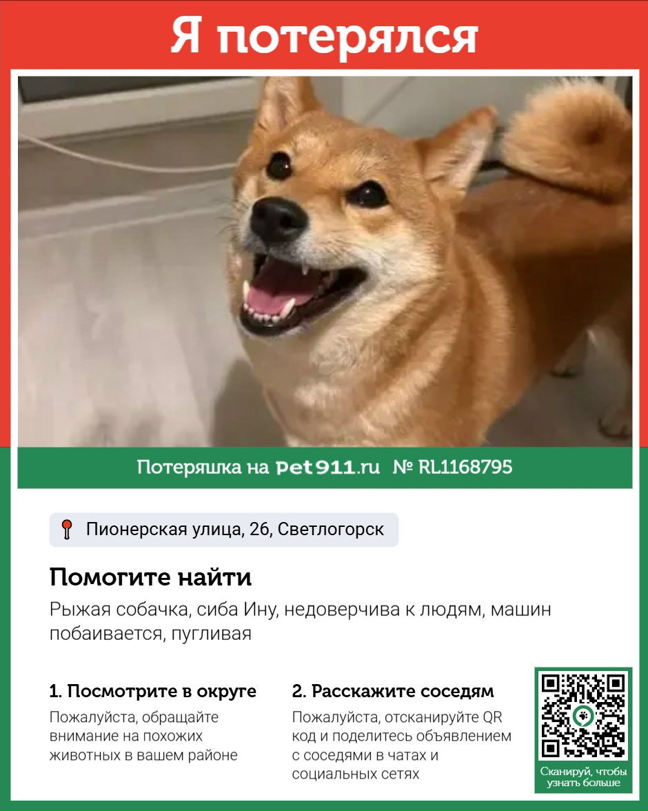 Пропала собака в Светлогорске — фото объявления