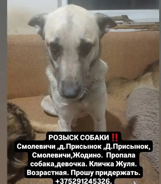 Пропала собака в Жодине — Д.Присынок Смолевичи Жодино. Пропала собака 02.01.25 девочка кличка Жуля возрастная был ошейник не…