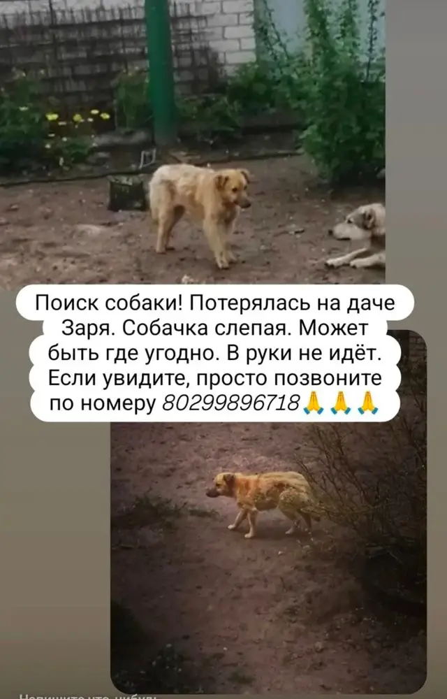 Пропала собака в Жодине — дача Заря Смолевичский район Жодино Пропала собака в середине мая слепая девочка. Может быть где…