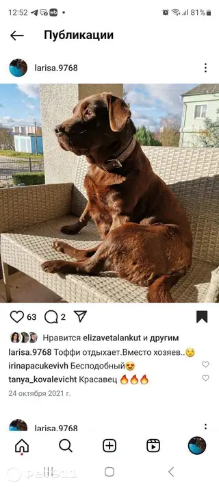 Пропала собака в Барановичах — фото объявления