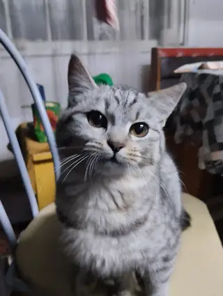 Пропала кошка в Новополоцке — Здравствуйте! Найдена кошка в районе Кирпичного(остановка рядом с магазином "Любимый") Возможно…