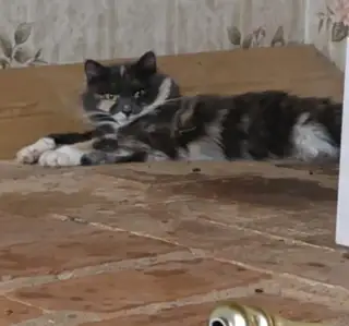 Пропала кошка в Новополоцке — 21 марта в районе Первой палатки потерялась кошечка, если кто-то видел,прошу позвонить по…
