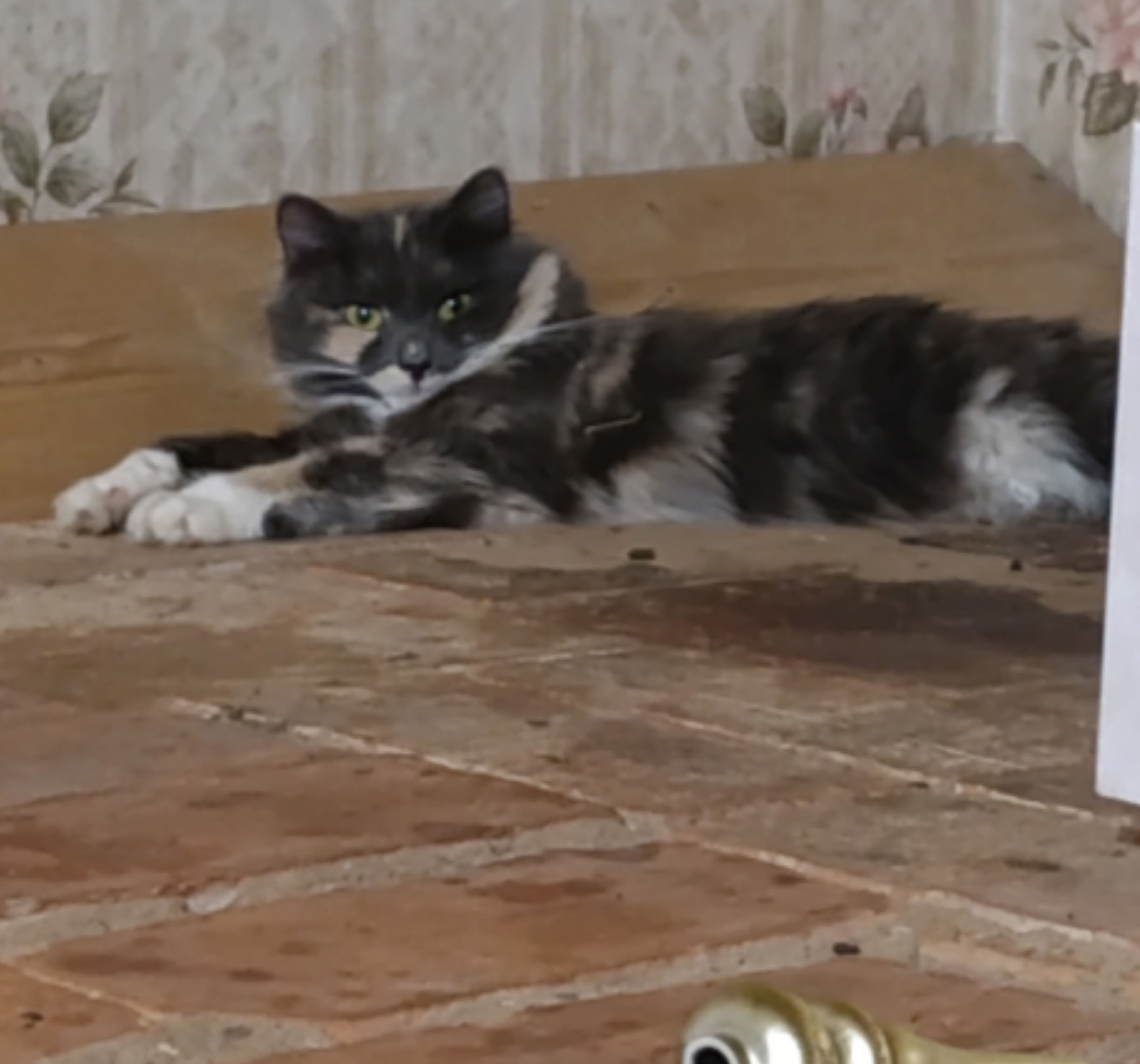 Пропала кошка в Новополоцке — 21 марта в районе Первой палатки потерялась кошечка, если кто-то видел,прошу позвонить по…