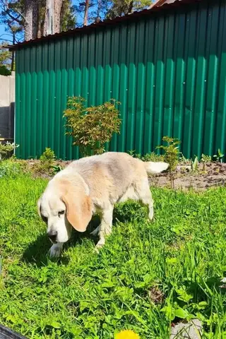 Пропала собака в Светлогорске — 🏠 ДОМА!!!🏠