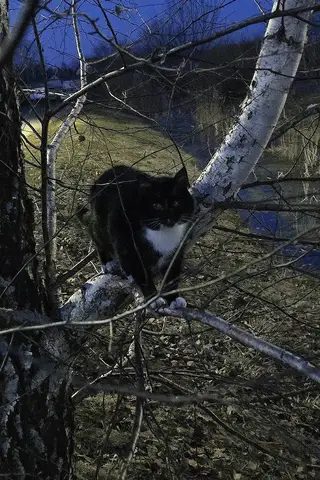 Пропала кошка в Слуцке — В районе Магистральной (улица Ветеранов) ПРОПАЛА КОШКА.