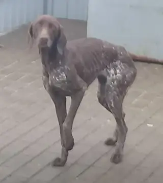 Найдена собака в Слониме — Слоним, Слонимский район.