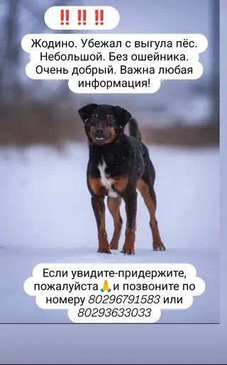 Пропала собака в Жодине — Жодино