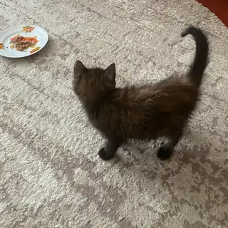 Найдена кошка в Лиде — Здравствуйте, маленький котенок ищет дом🥹