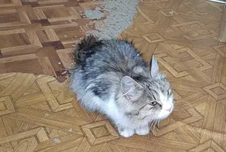 Найдена кошка в Лиде — Котёнок (девочка) ищет дом, Лида