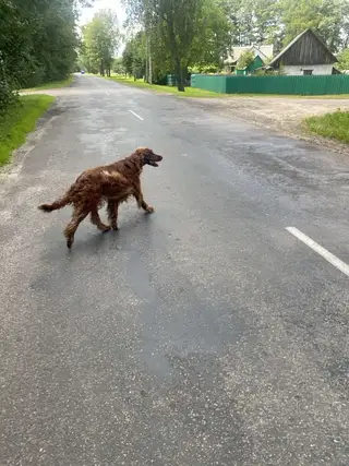 Пропала собака в Кобрине — В д. Каташи бегает пёс с ошейником, подходит к каждому прохожему