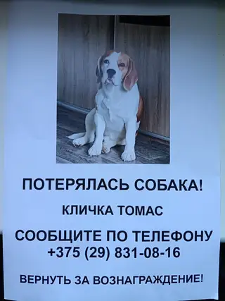 Пропала собака в Витебске — Помогаем информационно! Пёс пропал в районе агроусадьбы Лущиха, это на берегу Двины, недалеко от…