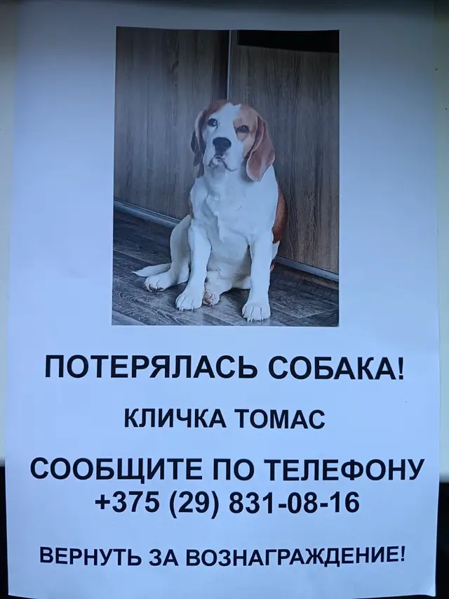 Пропала собака в Витебске — Помогаем информационно! Пёс пропал в районе агроусадьбы Лущиха, это на берегу Двины, недалеко от…