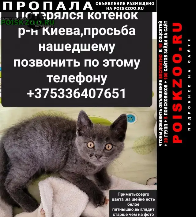 Пропала кошка в Бресте — фото объявления