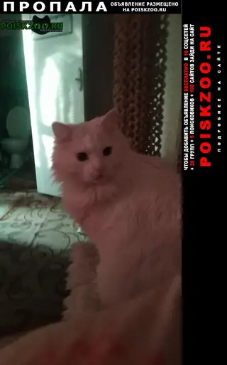 Пропала кошка в Бресте — фото объявления