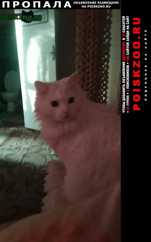 Пропала кошка в Бресте — фото объявления
