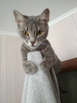Пропала кошка в Пинске — фото объявления