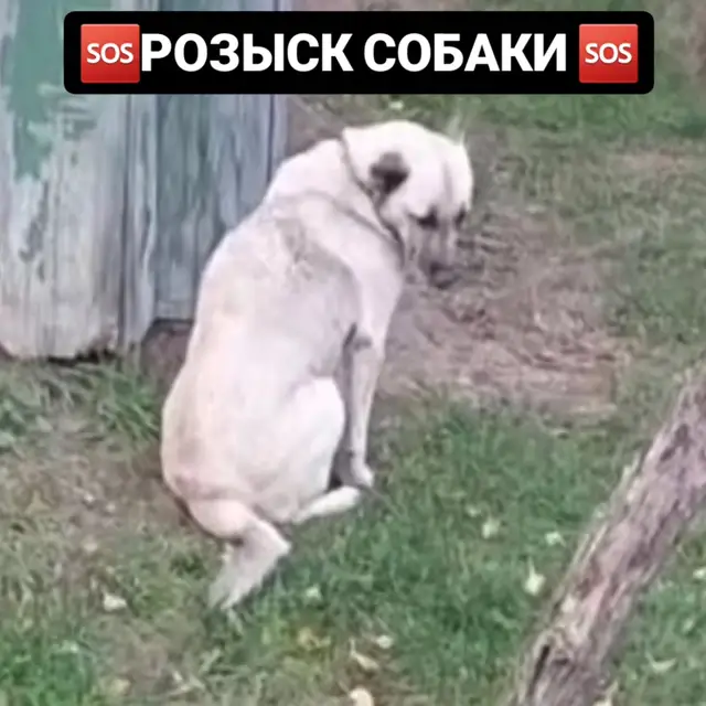 Пропала собака в Жодине — 🆘️🆘️🆘️🆘️🆘️🆘️