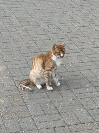 Найдена кошка в Минске — фото объявления
