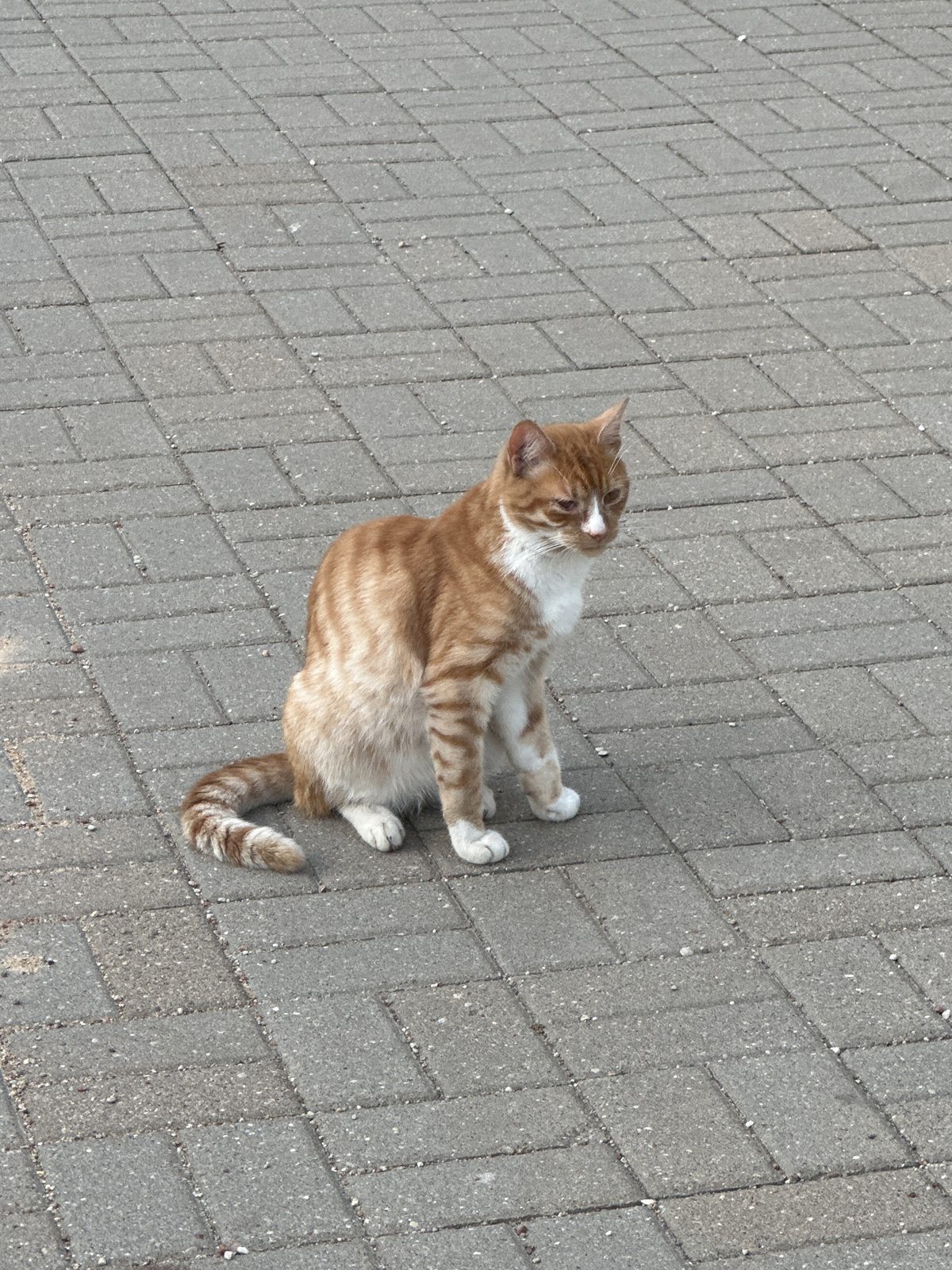 НАЙДЕНА КОШКА — Минск