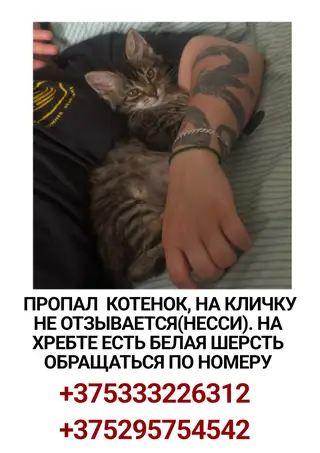 Пропала кошка в Молодечно — фото объявления