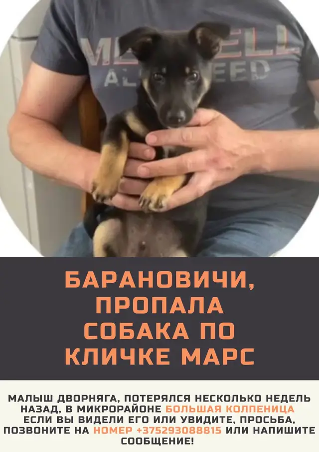 Пропавшая собака в Барановичах Пропала собака в Барановичах — фото объявления