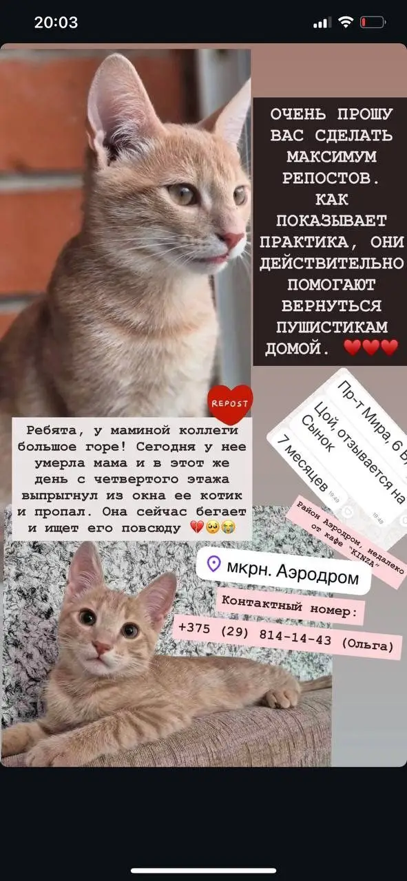 Пропала кошка в Полоцке — фото объявления